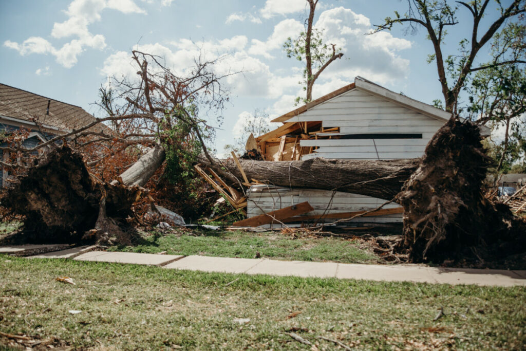 Devastation with massive trees for AR