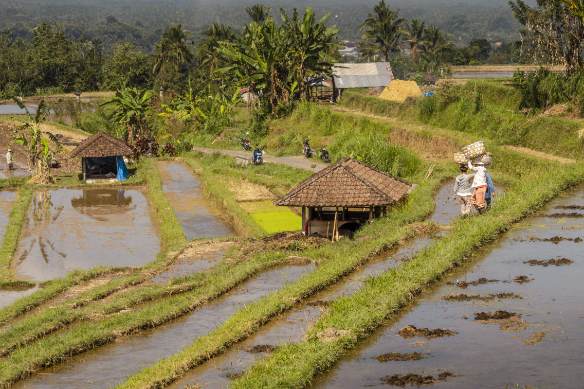 indonesia