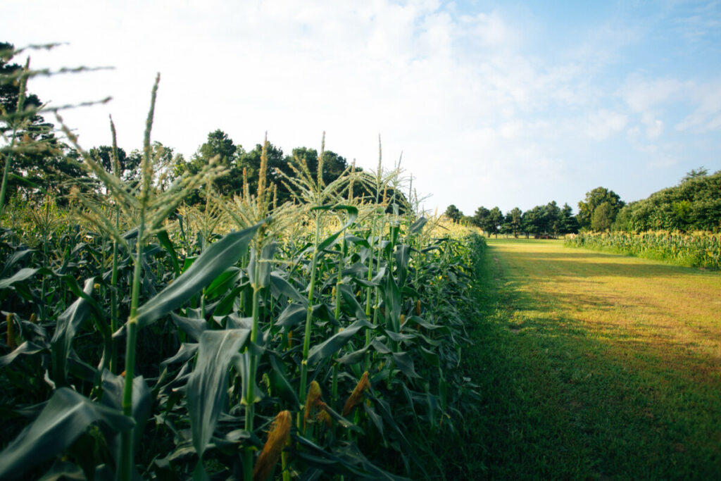 eaglefarmsjuly2020 19