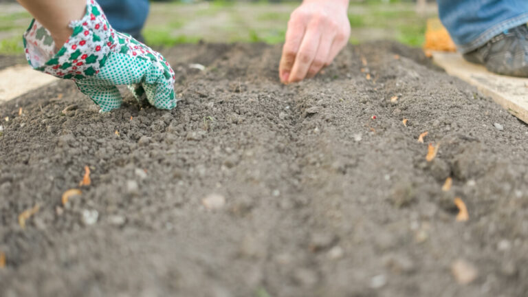 plantingseeds